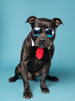 Meet Skibbidy Bop This handsome charming boy is the total package-sweet shy goofy and full of l
