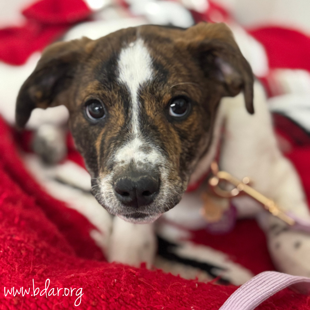 Maple, an adoptable Australian Cattle Dog / Blue Heeler, Mixed Breed in Cheyenne, WY, 82009 | Photo Image 1