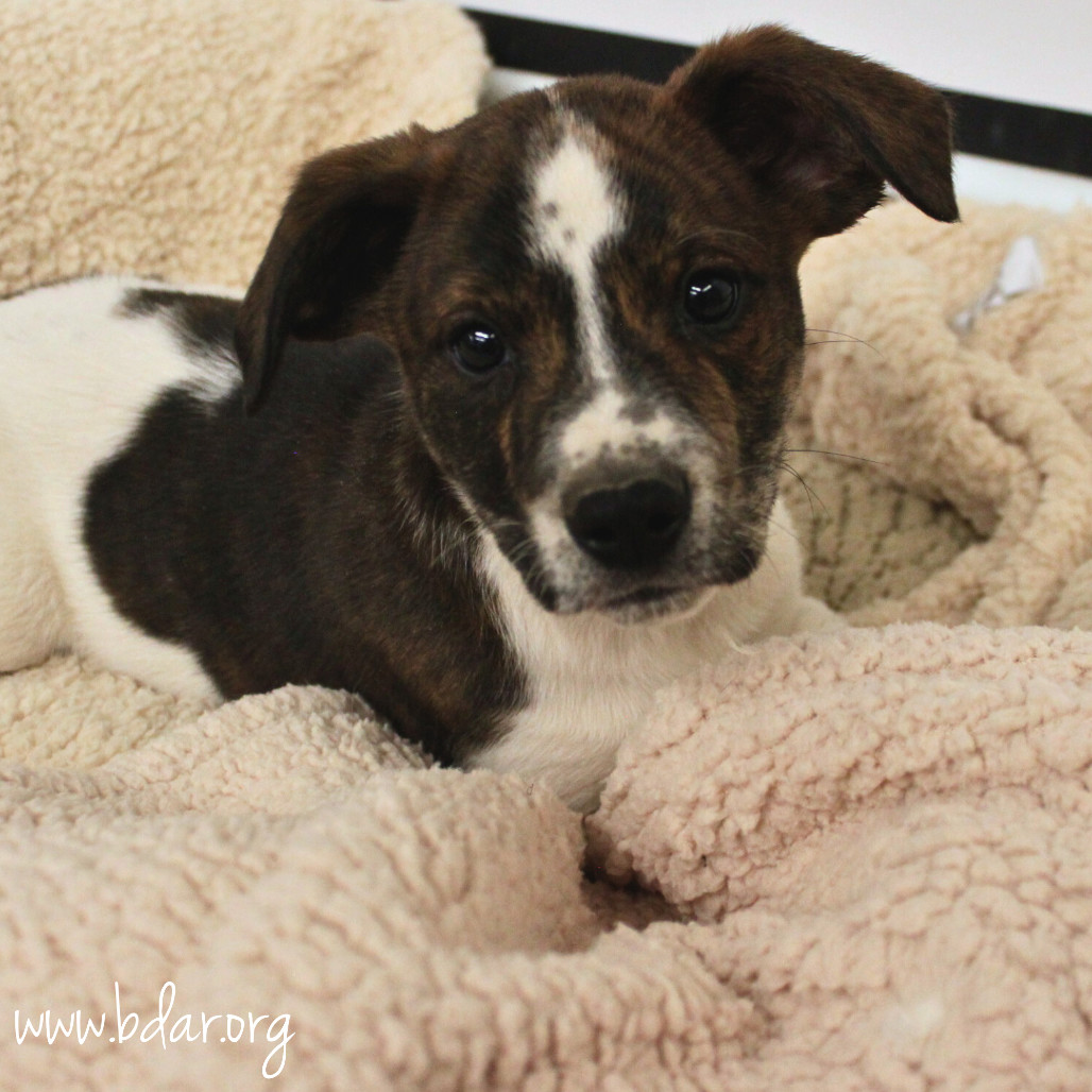 Maple, an adoptable Australian Cattle Dog / Blue Heeler, Mixed Breed in Cheyenne, WY, 82009 | Photo Image 2