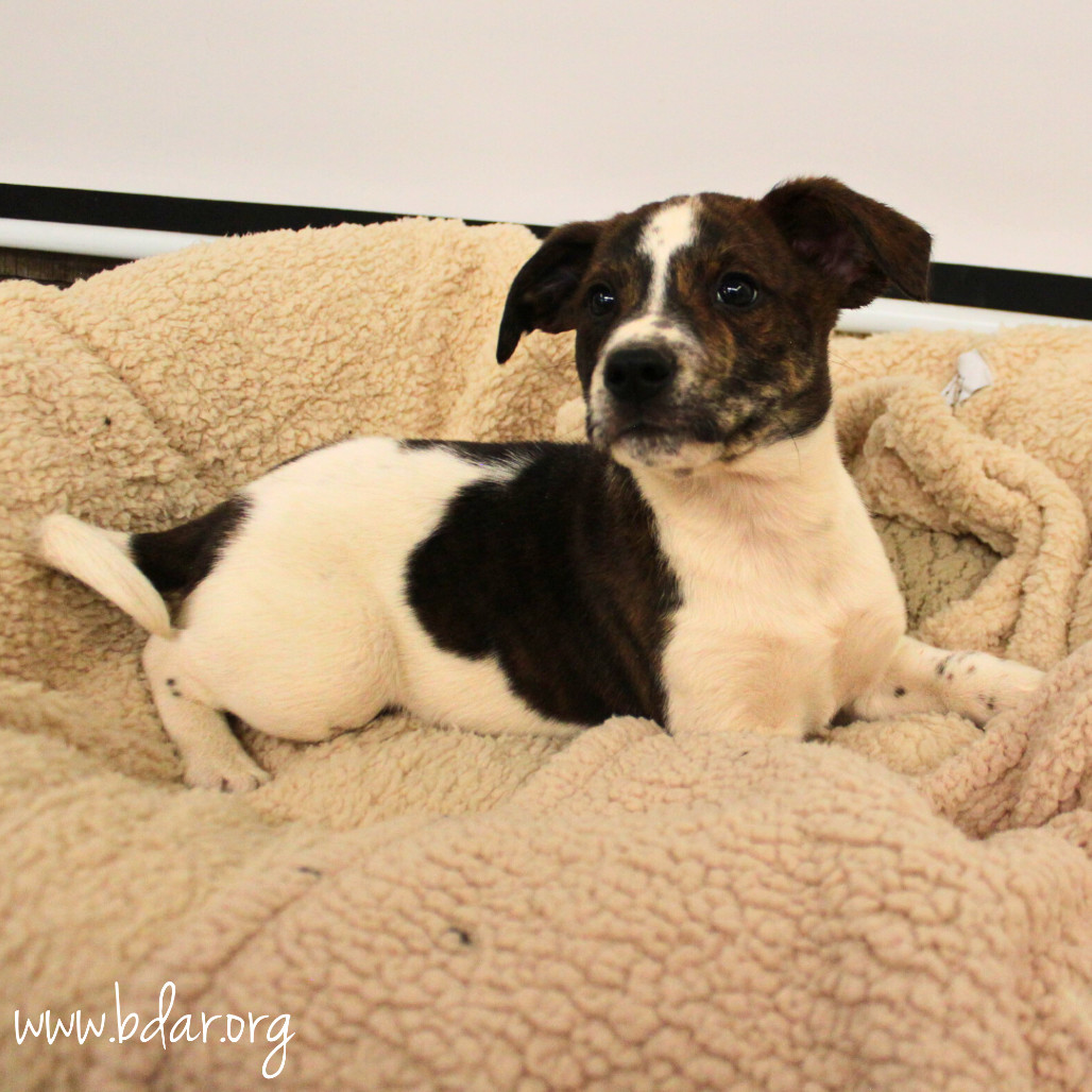 Maple, an adoptable Australian Cattle Dog / Blue Heeler, Mixed Breed in Cheyenne, WY, 82009 | Photo Image 3