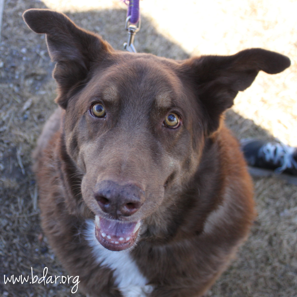 Reese, an adoptable Australian Shepherd, Rough Collie in Cheyenne, WY, 82009 | Photo Image 1