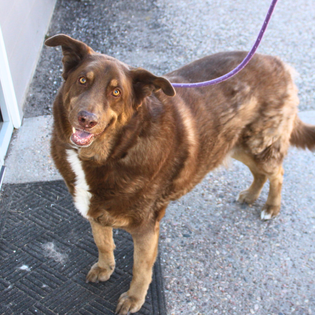 Reese, an adoptable Australian Shepherd, Rough Collie in Cheyenne, WY, 82009 | Photo Image 2