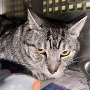 Jimmy, Senior Male Domestic Short Hair