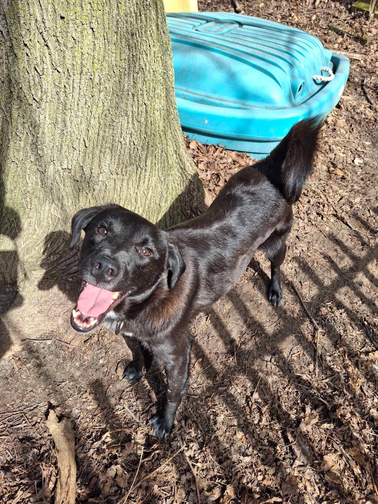 Doug, an adoptable Mixed Breed in Sunderland, ON, L0C 1H0 | Photo Image 1