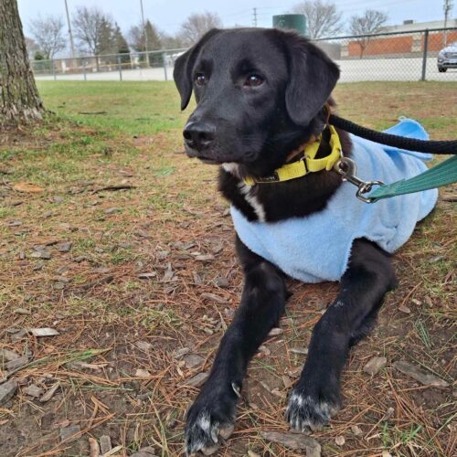 Doug, an adoptable Mixed Breed in Sunderland, ON, L0C 1H0 | Photo Image 2