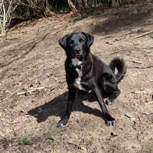Doug, an adoptable Mixed Breed in Sunderland, ON, L0C 1H0 | Photo Image 3