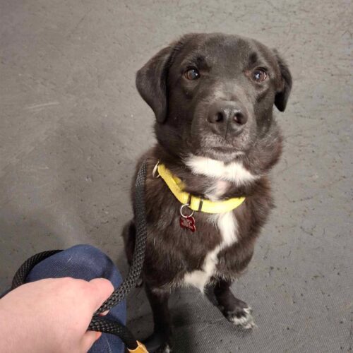 Doug, an adoptable Mixed Breed in Sunderland, ON, L0C 1H0 | Photo Image 4