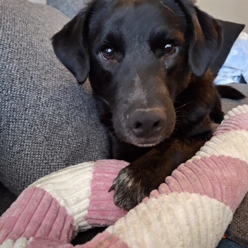 Doug, an adoptable Mixed Breed in Sunderland, ON, L0C 1H0 | Photo Image 5
