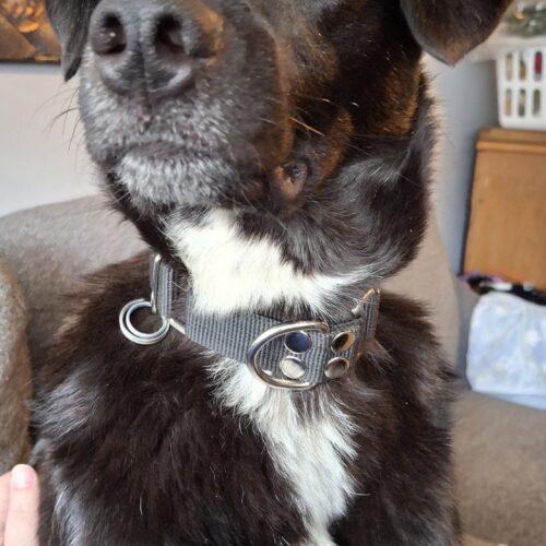 Doug, an adoptable Mixed Breed in Sunderland, ON, L0C 1H0 | Photo Image 6