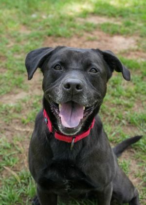 Diesel is 6-year-old lab mix with a fun playstyle He has been in playgroups and has done well with 