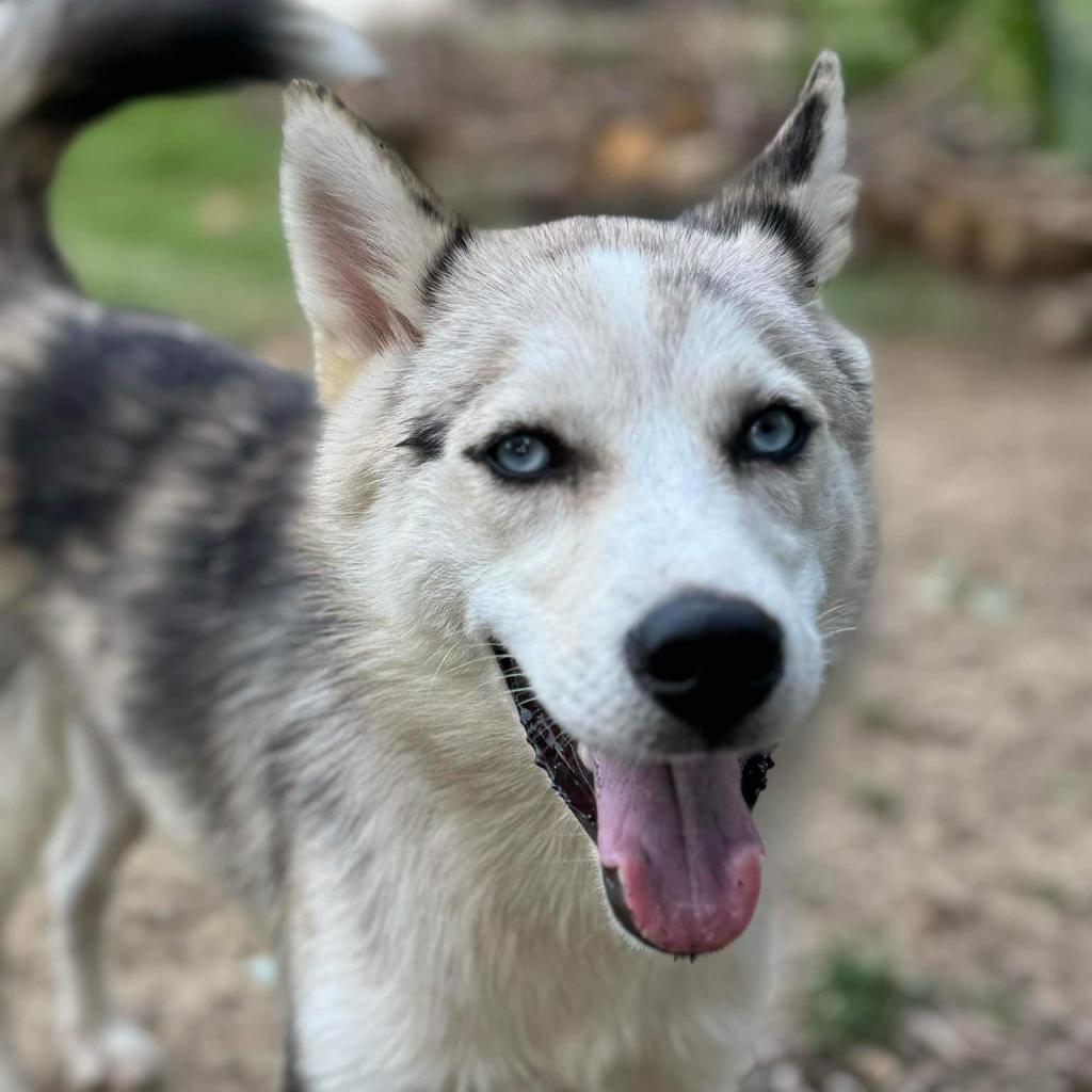 Rex
