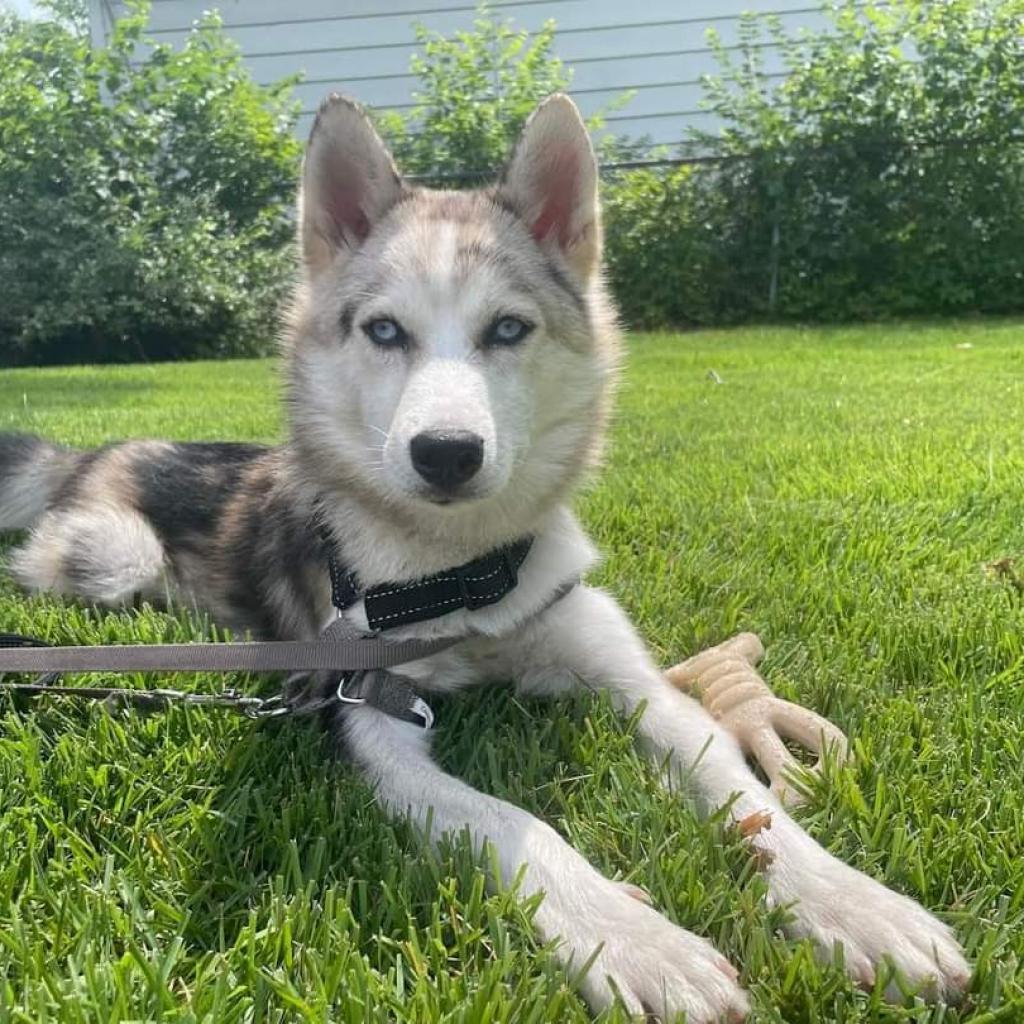 Rex