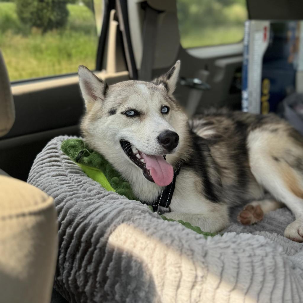 Rex