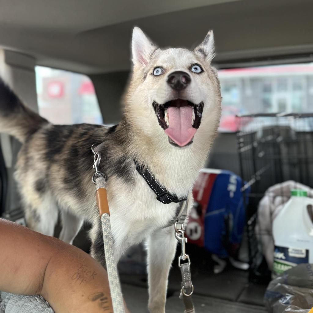 Rex