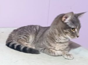 Fili is a gorgeous grey girl looking for some forever friends She would like loving and playful hum