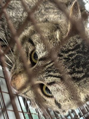 FELIPE, Adult Male Domestic Short Hair