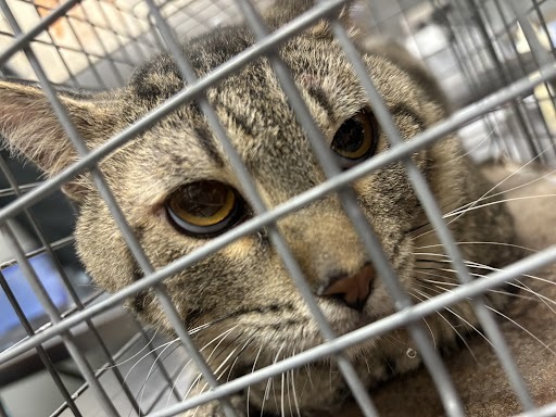 MAZAPAN, an adoptable Domestic Short Hair in Las Vegas, NV, 89101 | Photo Image 1