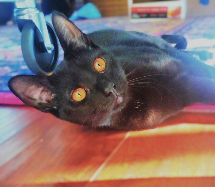 Stella 1