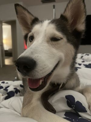 Luna is a very sweet gentle playful girl She greets me with a big hug every morning without fail