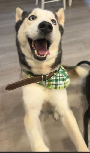 Luna is a sweet gentle soul with a moderate energy level shes just as happy running around the yard