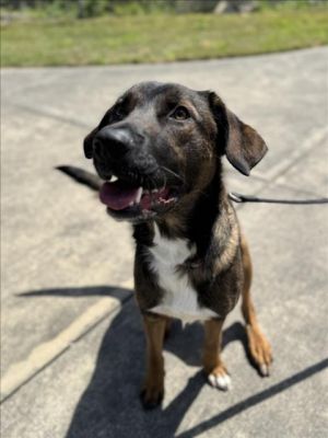 Meet Rocket  True to his name Rocket is full of energy love and fun This one-and-a-half-year-