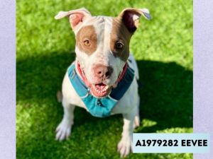 Eevee is a happy playful cuddly girl who loves the outdoors and playing at the dog park She is cr