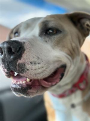 Meet Xuxa pronounced Choo-cha Once timid and underweight Xuxa has blossomed into a sweet gentle