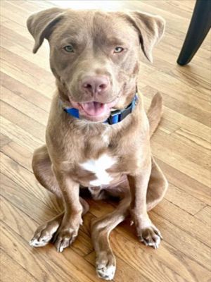 Meet Franklin Franklin is a loveable curious goofy pup with lots of personality He absolutely ad