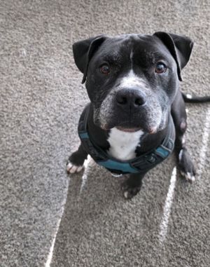 Meet King  King is an energetic friendly pup whos always ready for adventure He loves going o