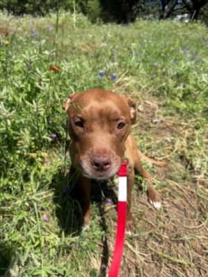 Hi Im Tamara Im house trained leash trained and crate trained Food motivated so I pick up new tri