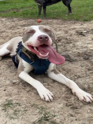 Meet Rylo  Rylo is a neutered male with a heart full of love and a calm gentle spirit He