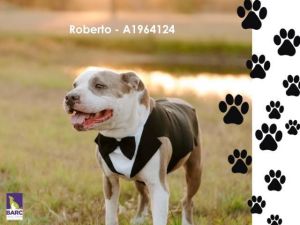Meet Roberto He is a sweet and happy boy looking for his furever family He LIVES for cuddles and b