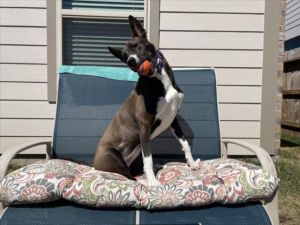 Meet Chloe  Chloe is a smart energetic Malinois mix who loves adventure playtime and chatting 