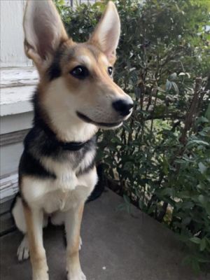 Zamira is a playful and friendly pup whos looking for her forever home and ready to make many new be