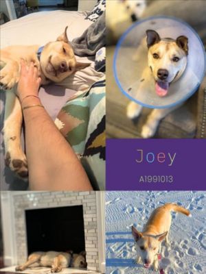 Meet Joey the sweet and loving dog who will steal your heart with his gentle nature Joey is more t