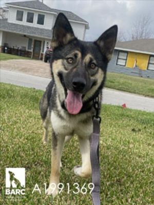 Meet Compi  This playful pup is full of energy and joy always ready to jump around and have a