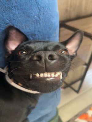 Meet Shadow an 8-month-old male black lab mix with a gentle soul and curious puppy nature While he