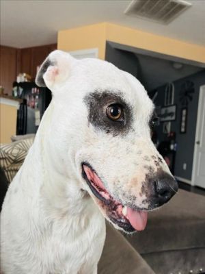 Meet Fillie Fillie is a sweet gentle cuddle bug who loves belly rubs and attention Shes great wit
