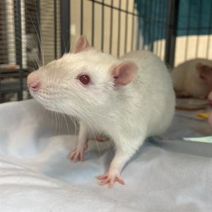 NOSFERATU, Senior Male Rat