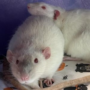 FRIEDRICH HARDING, Senior Male Rat