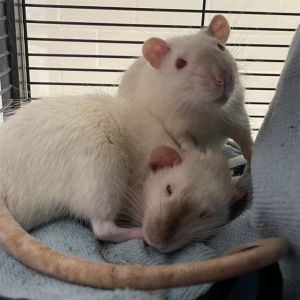 ALBIN EBERHART, Senior Male Rat