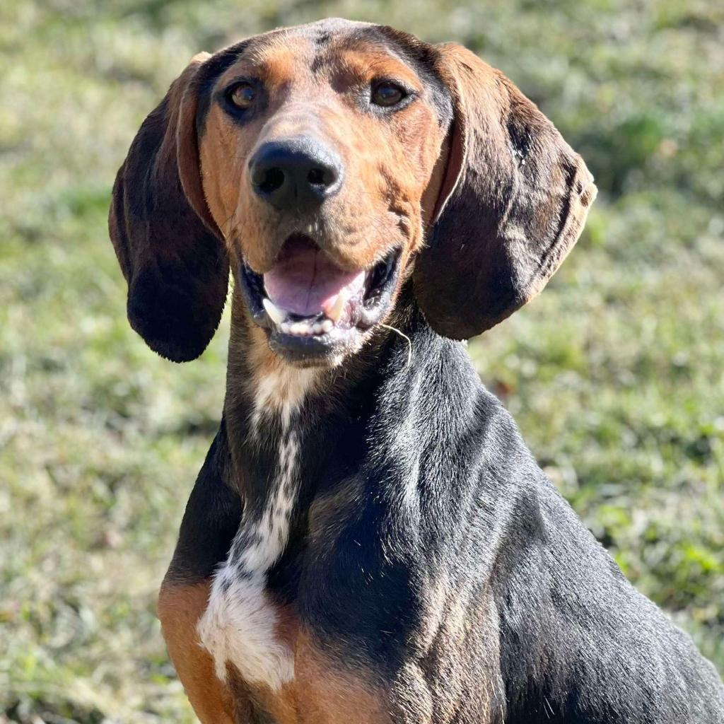 Elvis 240654, an adoptable Hound in Escanaba, MI, 49829 | Photo Image 2