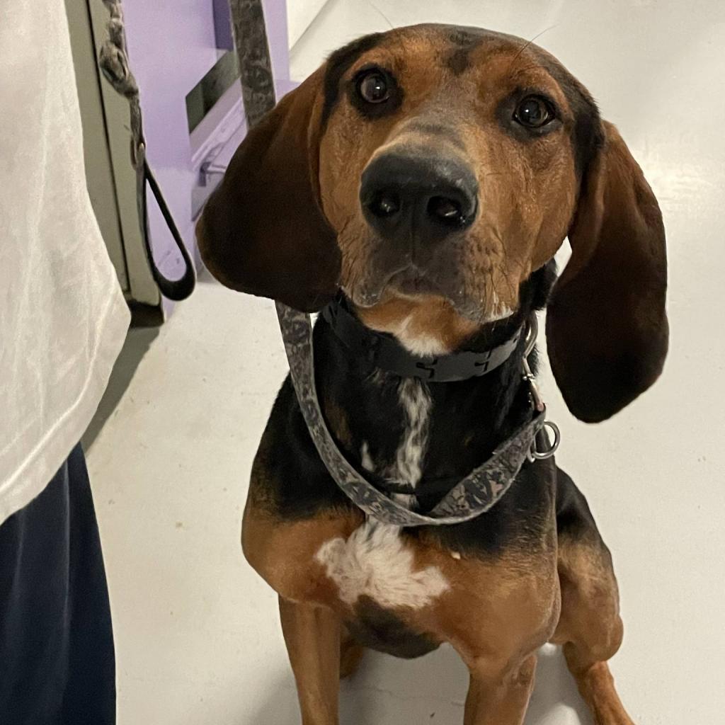 Elvis 240654, an adoptable Hound in Escanaba, MI, 49829 | Photo Image 6