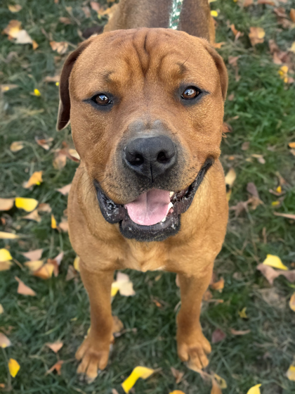 Simba