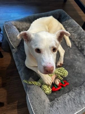 Castle may have a strong name but shes all softness and sweetness inside This shy pretty white g