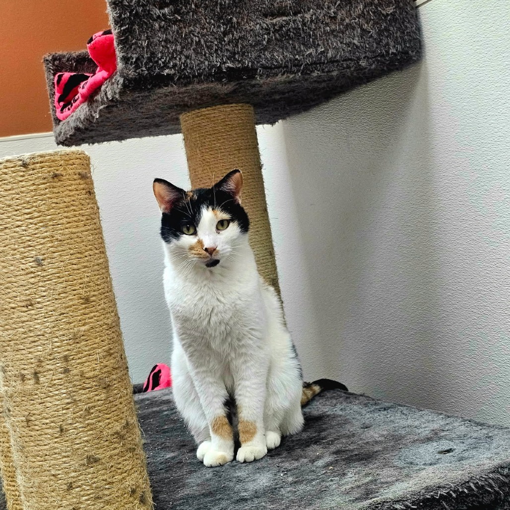 Tinkerbelle, an adoptable Domestic Short Hair in Detroit Lakes, MN, 56501 | Photo Image 1
