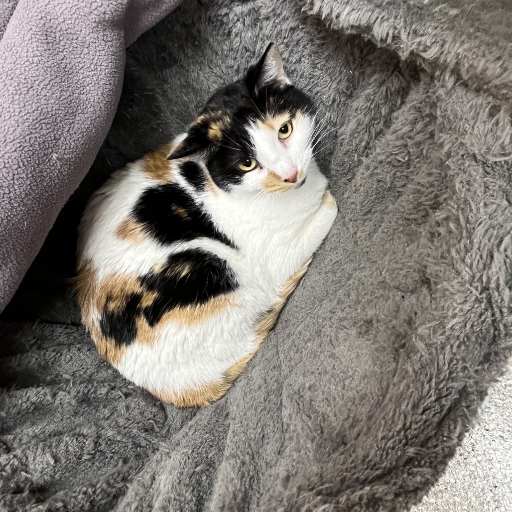 Tinkerbelle, an adoptable Domestic Short Hair in Detroit Lakes, MN, 56501 | Photo Image 2