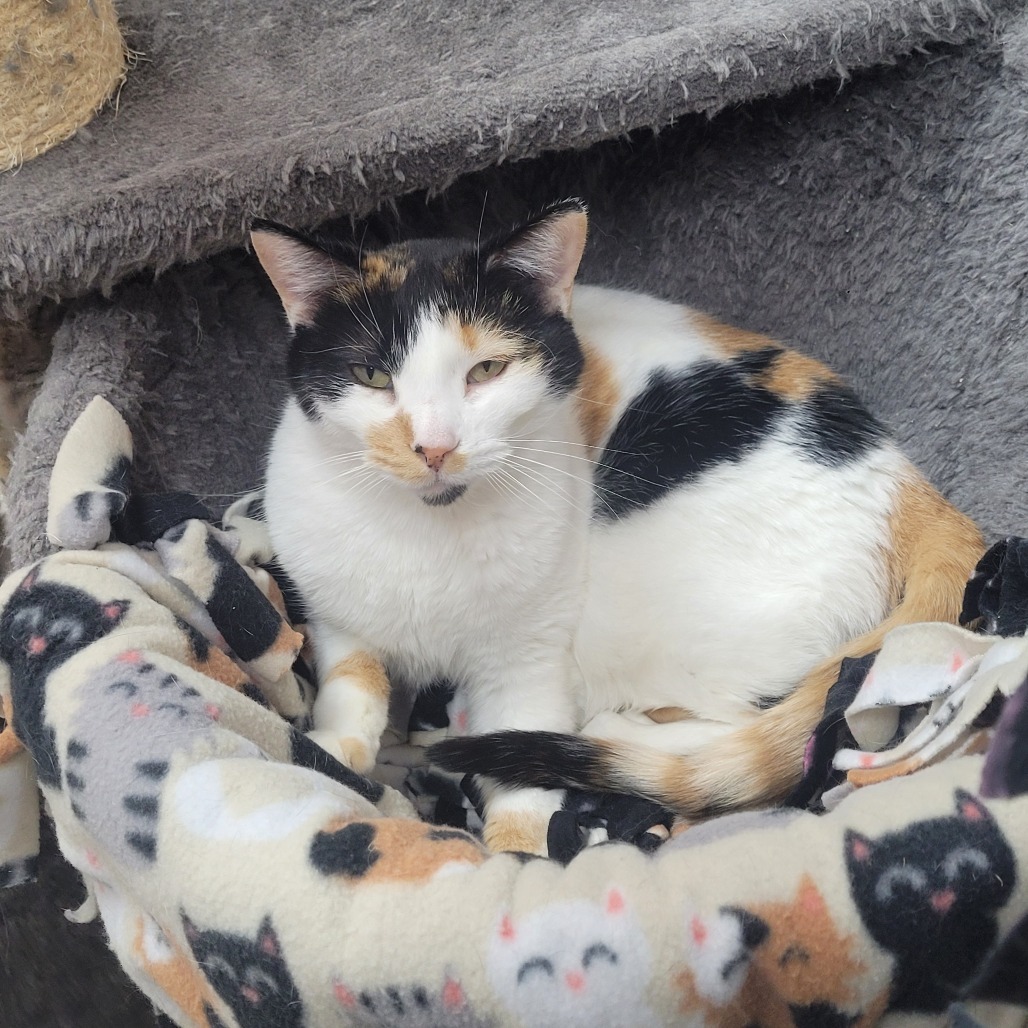 Tinkerbelle, an adoptable Domestic Short Hair in Detroit Lakes, MN, 56501 | Photo Image 3