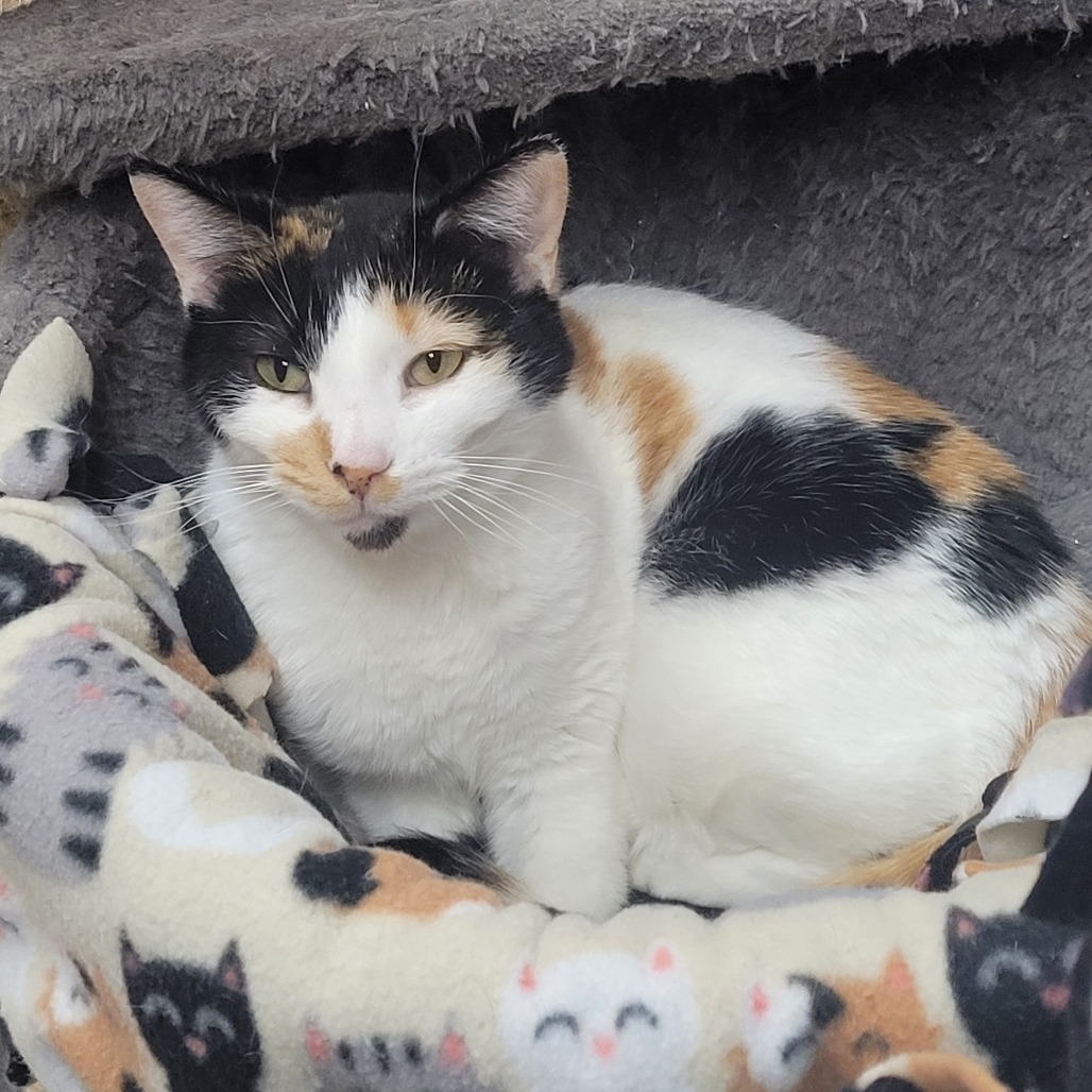 Tinkerbelle, an adoptable Domestic Short Hair in Detroit Lakes, MN, 56501 | Photo Image 5