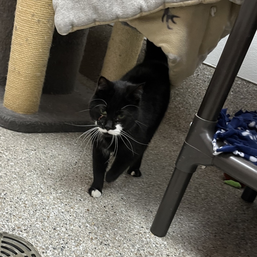 Betty, an adoptable Domestic Short Hair in Detroit Lakes, MN, 56501 | Photo Image 1